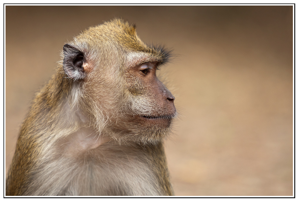 macaque (7).jpg - Pensif...